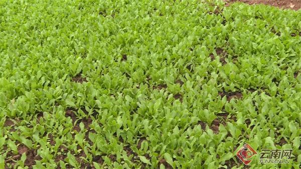 胡豆种植技术和种植时间_种植胡豆致富_胡豆种植技术视频