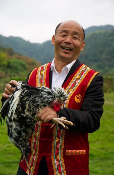 贵妃鸡养殖致富经_致富经贵妃鸡散养视频全集_养贵妃鸡亏本