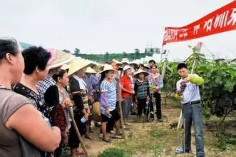 怎么用树叶种树_靠树叶致富_树叶种植致富秘诀