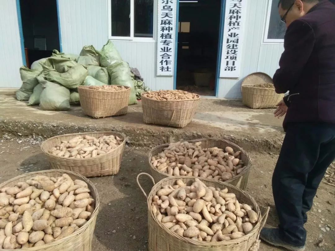 回乡投入数百万种植乌天麻，通江女子直言要带村民共致富