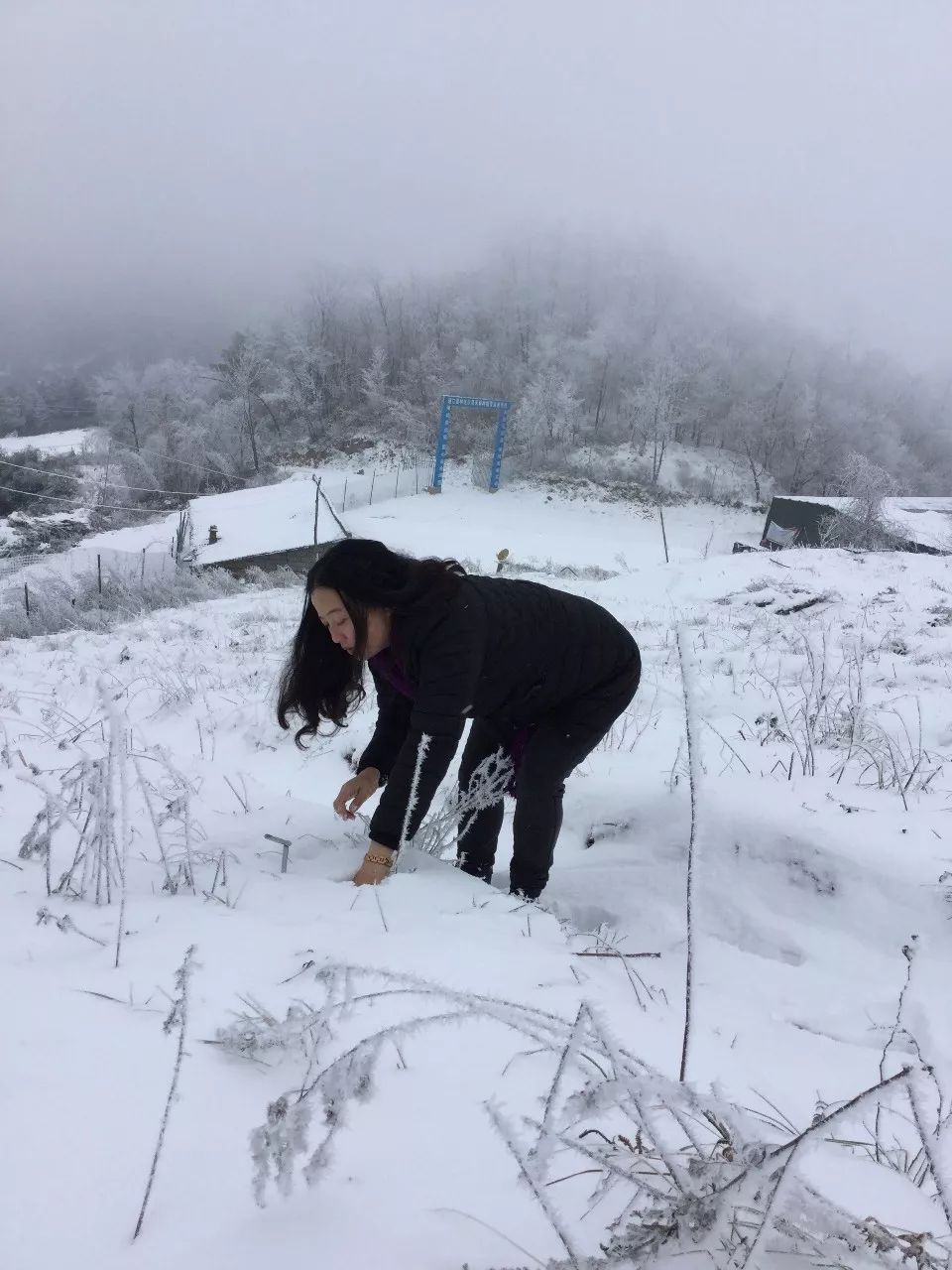 致富种植天麻图片_天麻种植致富_种植天麻挣钱吗