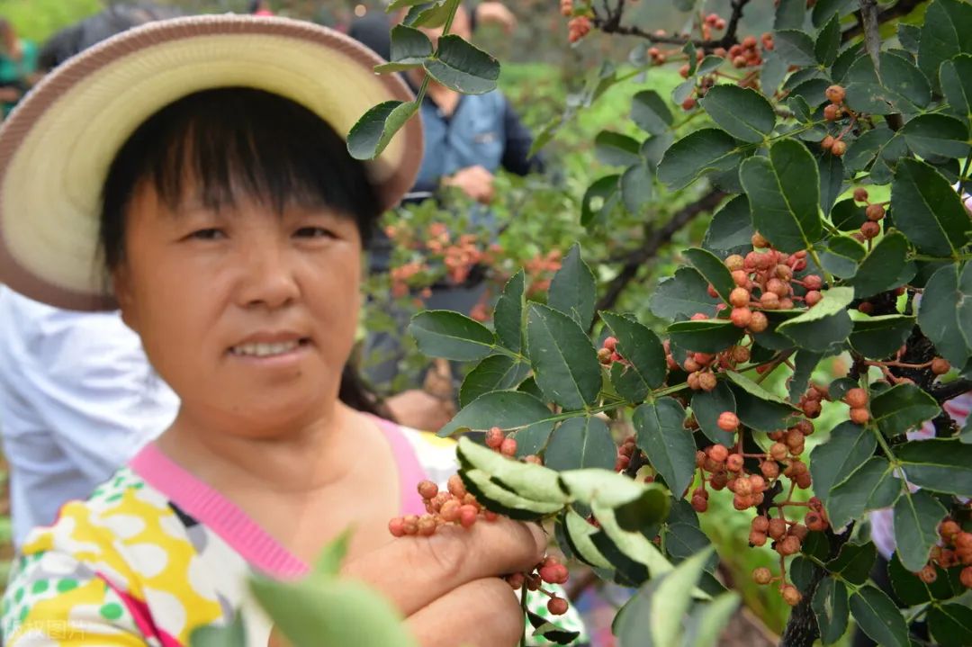 陕西农村种植什么赚钱不愁销路_致富陕西种植农民视频_陕西农民种植致富