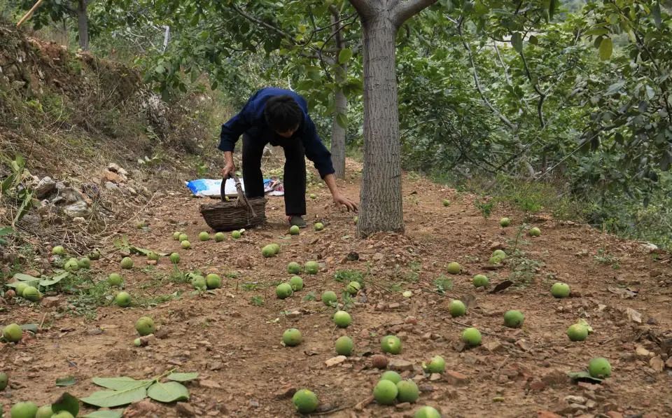 陕西农民种植致富_致富陕西种植农民视频_陕西农村种植什么赚钱不愁销路