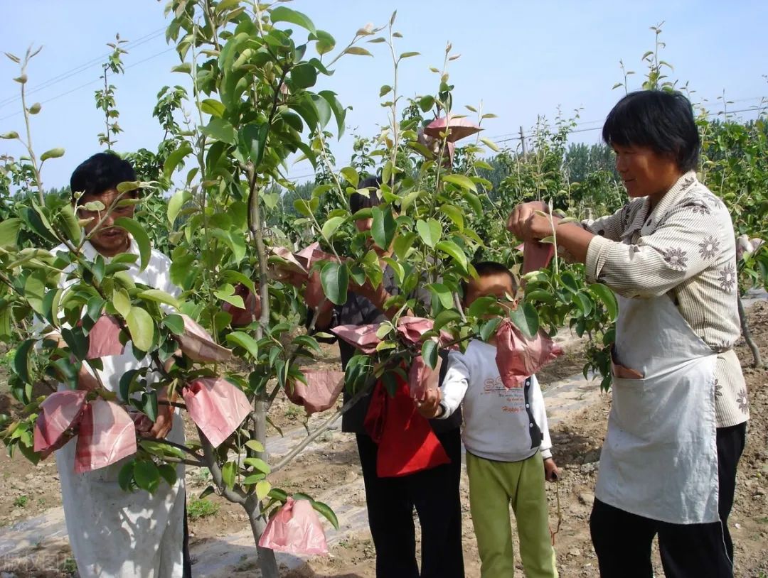 致富陕西种植农民视频_陕西农村种植什么赚钱不愁销路_陕西农民种植致富