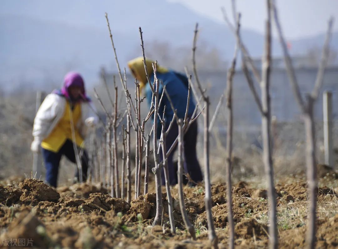 致富陕西种植农民视频_陕西农村种植什么赚钱不愁销路_陕西农民种植致富