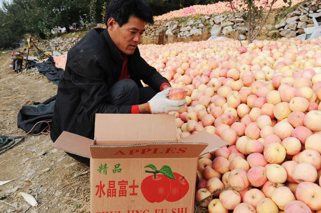 陕西农民种植致富_致富陕西种植农民视频_陕西农村种植什么赚钱不愁销路