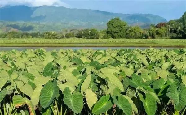 芋头地膜栽培技术_地膜竽头种植技术_怎样用地膜覆盖种植芋头