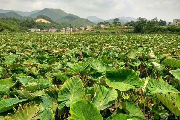 地膜竽头种植技术_怎样用地膜覆盖种植芋头_芋头地膜栽培技术