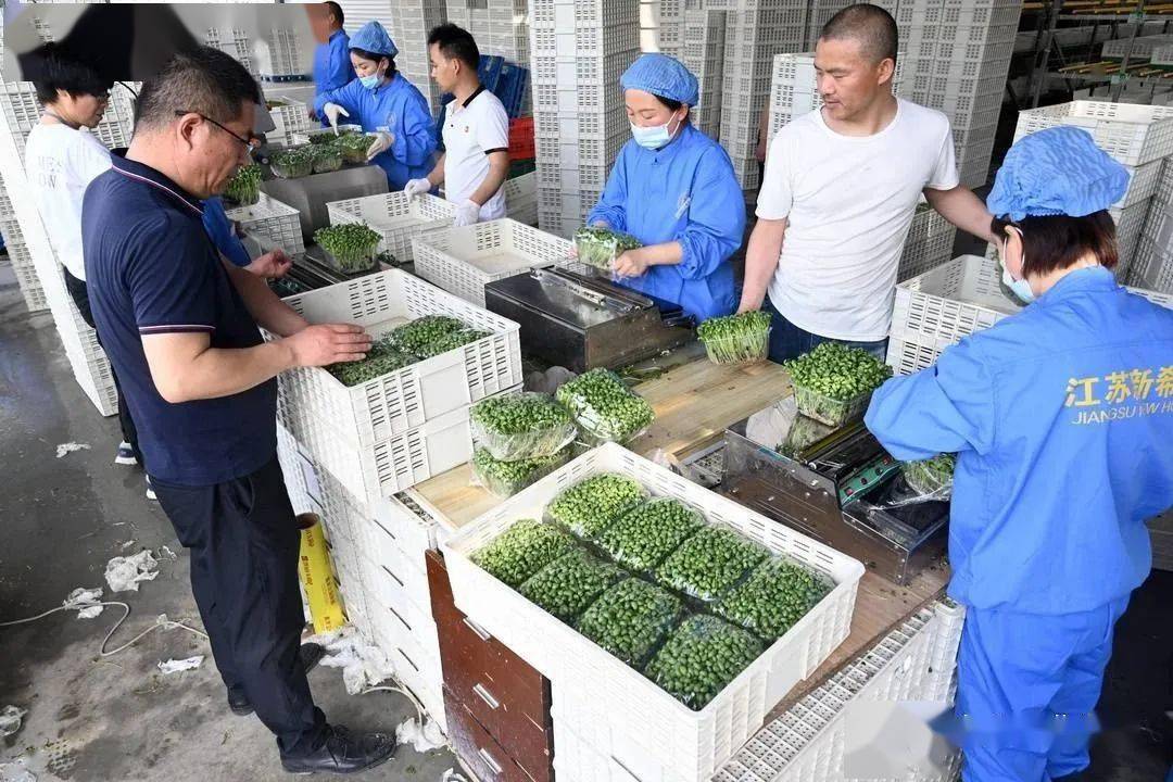 致富经豆芽菜种植公司_豆芽种植利润_豆芽菜种植投资