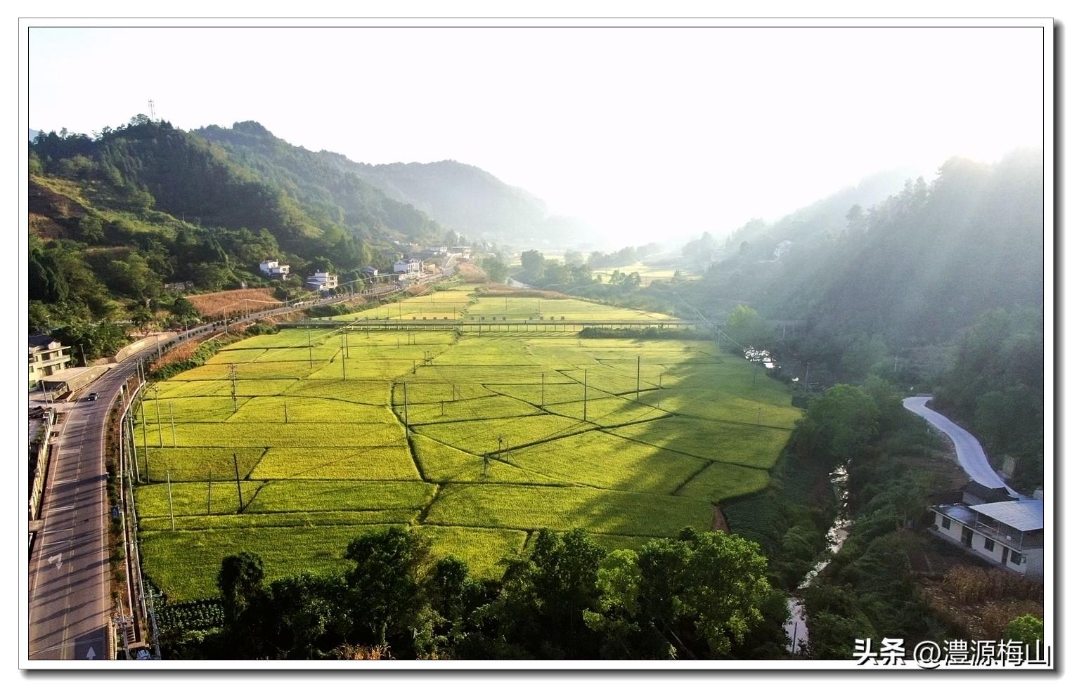 大米致富种植机有什么用_致富经种植有机大米_大米播种机