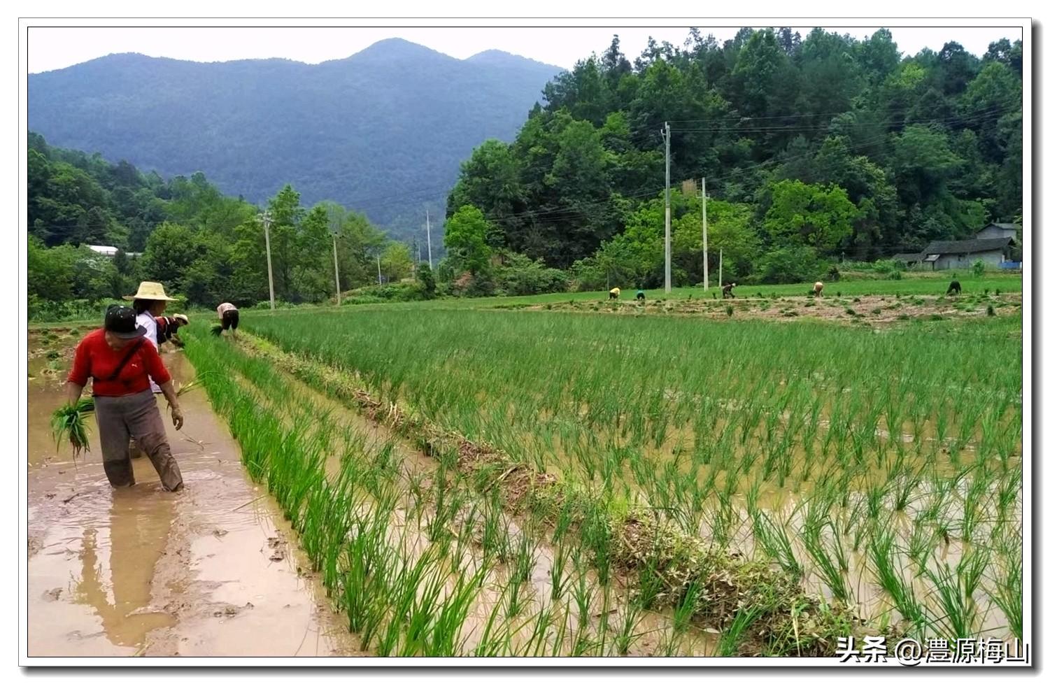 大米播种机_致富经种植有机大米_大米致富种植机有什么用