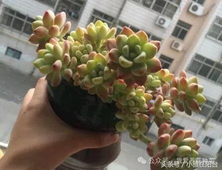 养多肉植物养植致富经_致富经多肉植物_致富经多肉种植视频