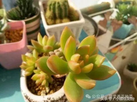 养多肉植物养植致富经_致富经多肉植物_致富经多肉种植视频