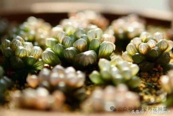 致富经多肉种植视频_致富经多肉植物_养多肉植物养植致富经