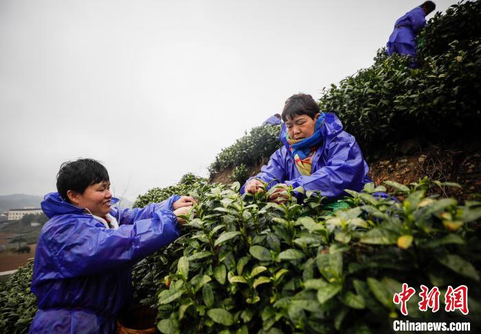 浙江安吉白茶正式开采 再续一片叶子新故事