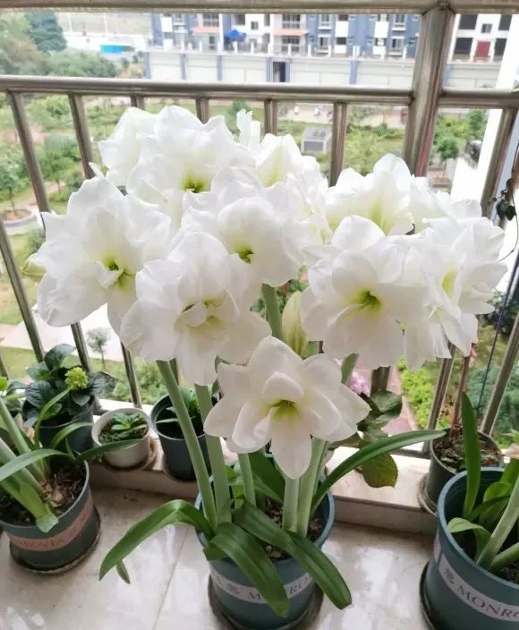 致富经多肉植物_致富经多肉_养多肉植物养植致富经
