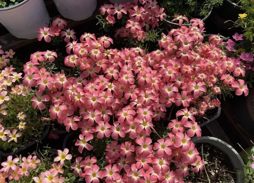 致富经多肉植物_致富经多肉_养多肉植物养植致富经