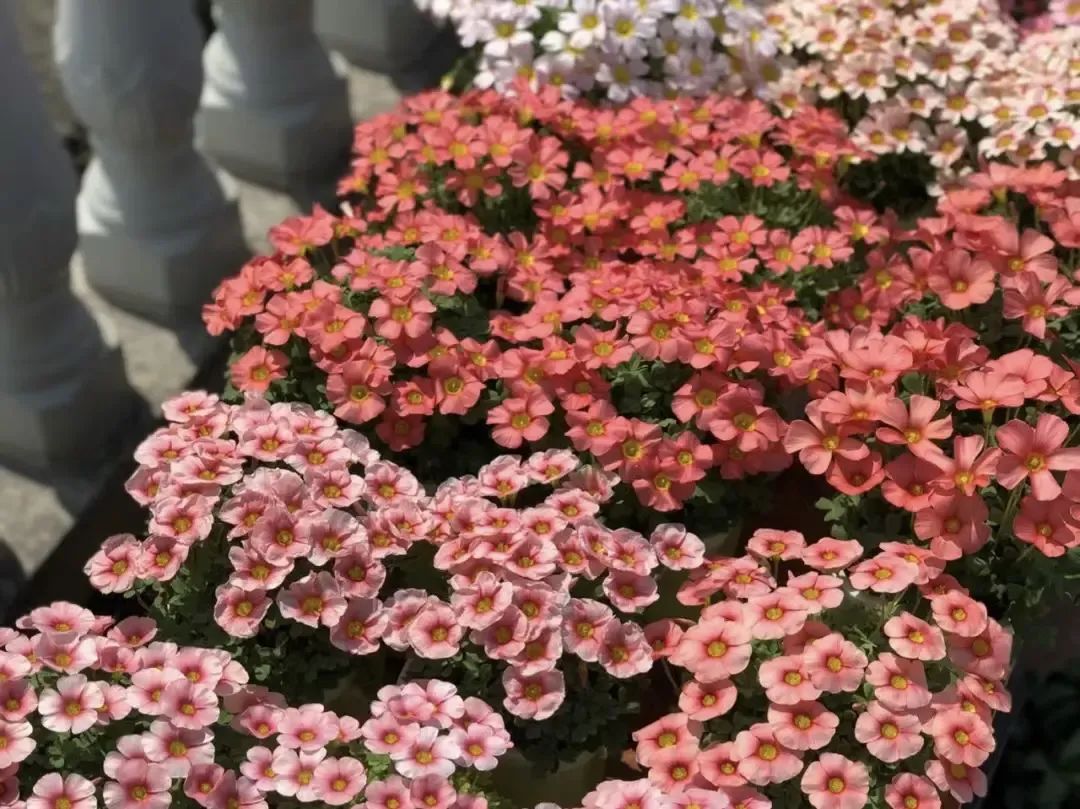 致富经多肉植物_致富经多肉_养多肉植物养植致富经