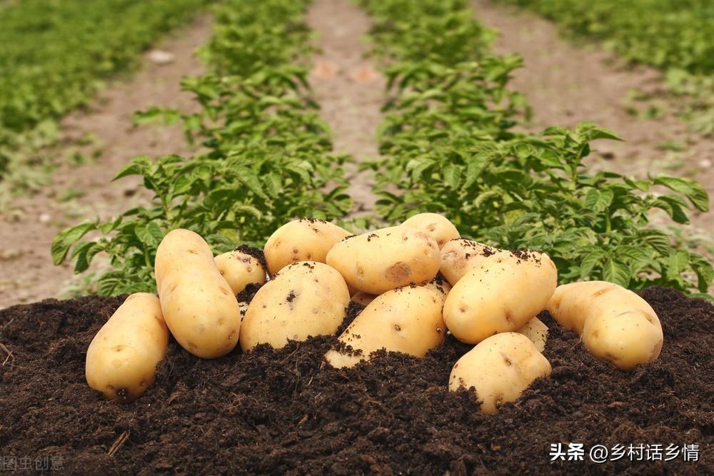 小拱棚土豆栽培视频_拱棚土豆种植技术视频_视频土豆拱棚种植技术教程