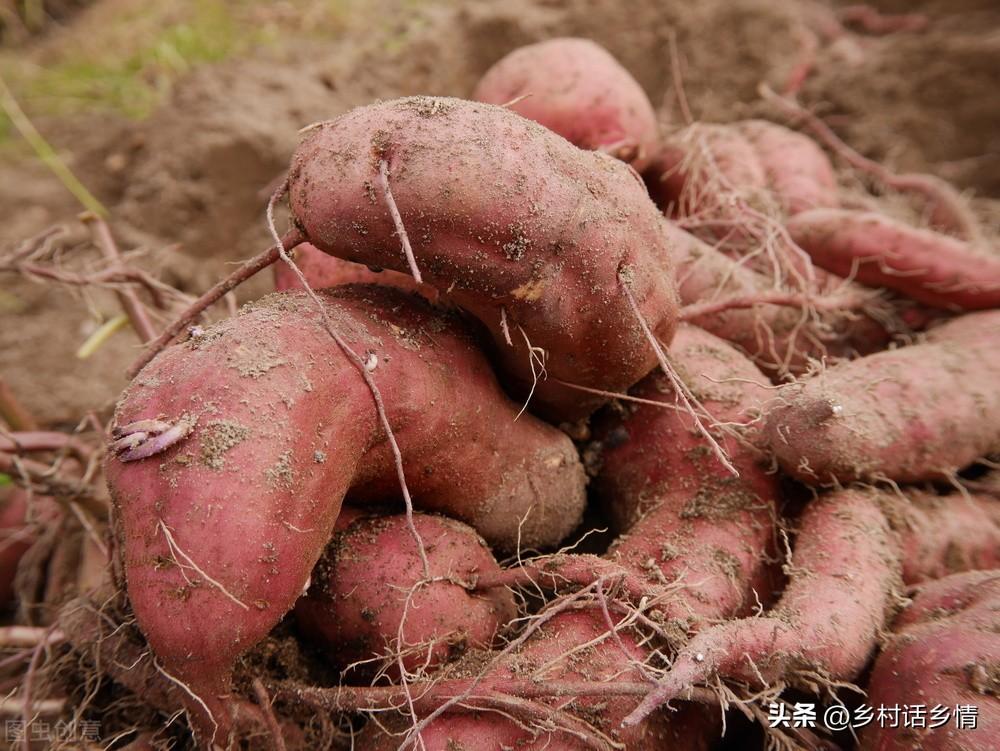 拱棚土豆种植技术视频_小拱棚土豆栽培视频_视频土豆拱棚种植技术教程