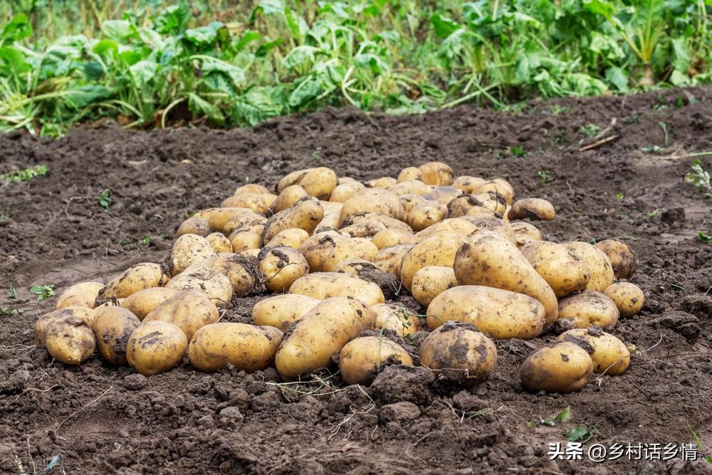 小拱棚土豆栽培视频_视频土豆拱棚种植技术教程_拱棚土豆种植技术视频