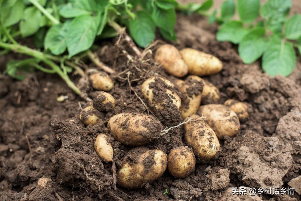 小拱棚土豆栽培视频_拱棚土豆种植技术视频_视频土豆拱棚种植技术教程