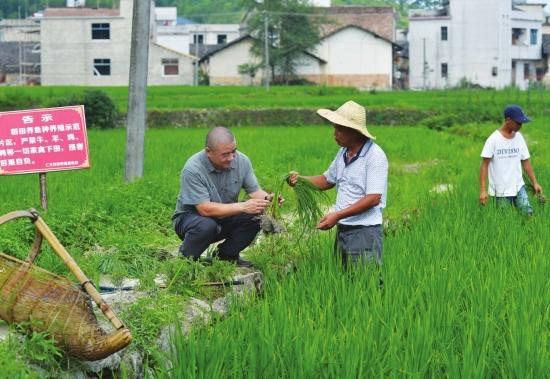 先富带后富践行记：稻田里养鱼 一亩地多赚1000块