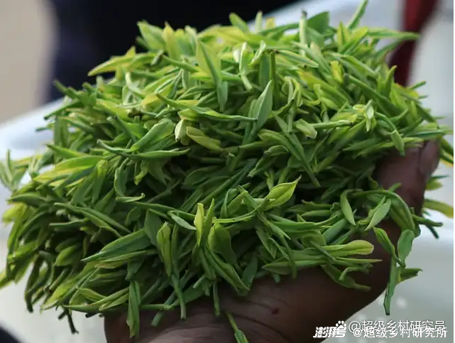 白芹菜种植技术视频播放_种白芹菜视频_致富经种植白芹视频