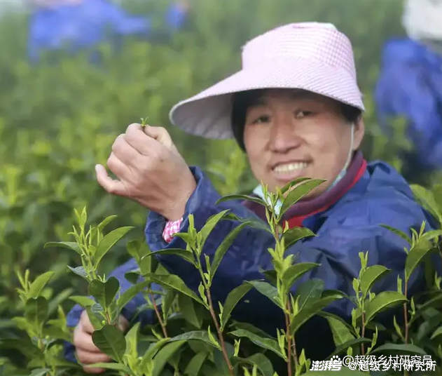 致富经种植白芹视频_白芹菜种植技术视频播放_种白芹菜视频