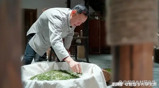 白芹菜种植技术视频播放_种白芹菜视频_致富经种植白芹视频
