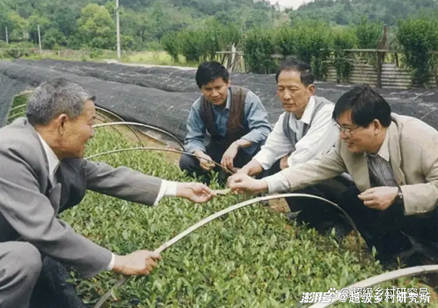 白芹菜种植技术视频播放_致富经种植白芹视频_种白芹菜视频