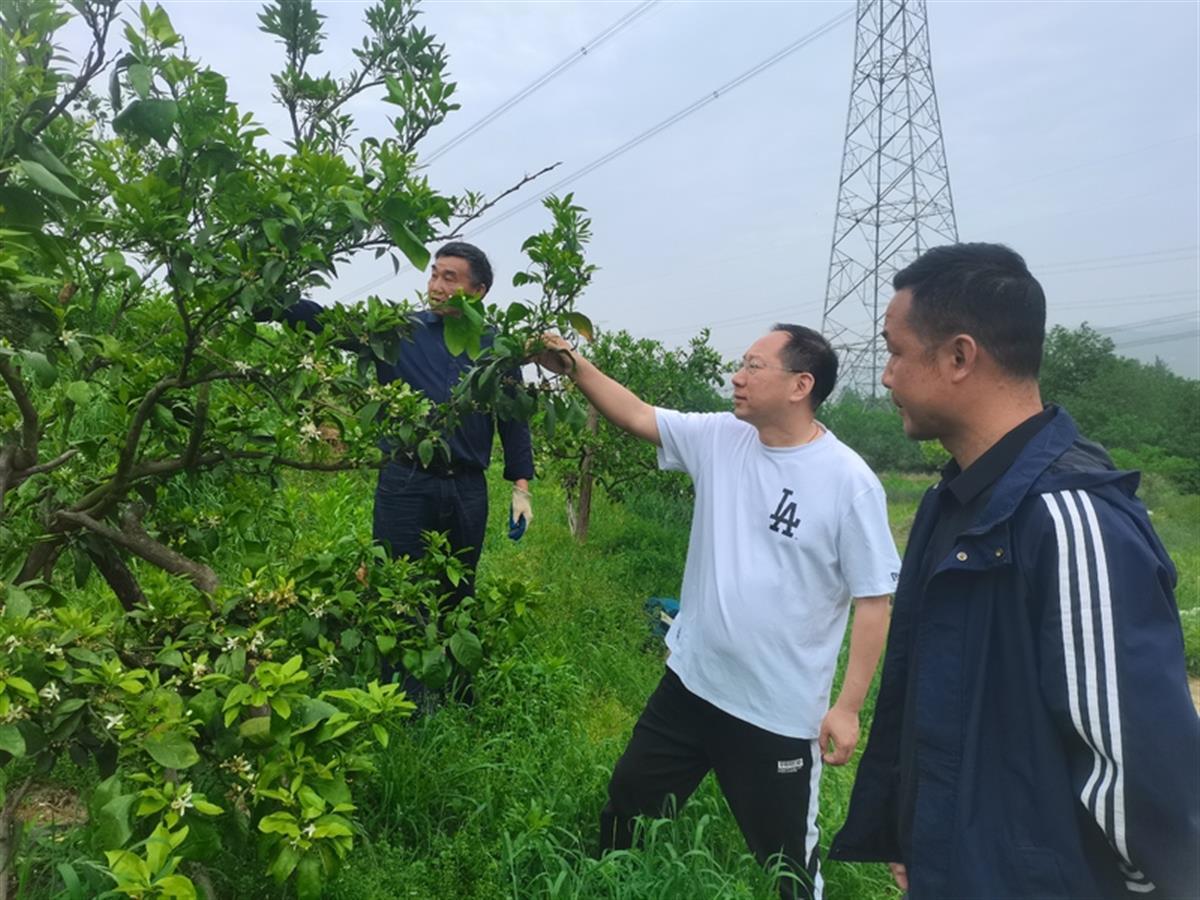 致富经 散养兔_致富经养兔致富视频_致富经兔子养殖