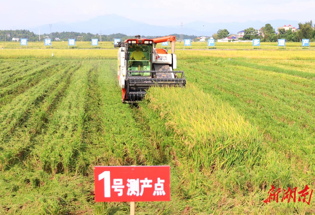 大米致富种植机有什么用_致富经种植有机大米_大米播种机