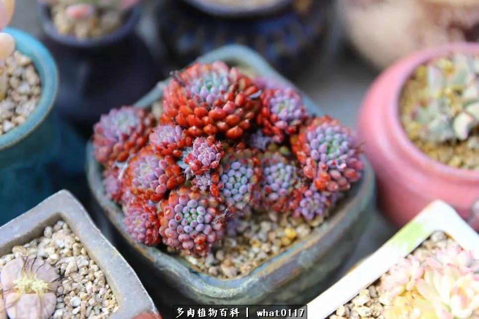 养多肉植物养植致富经_多肉种植致富_养多肉发家致富