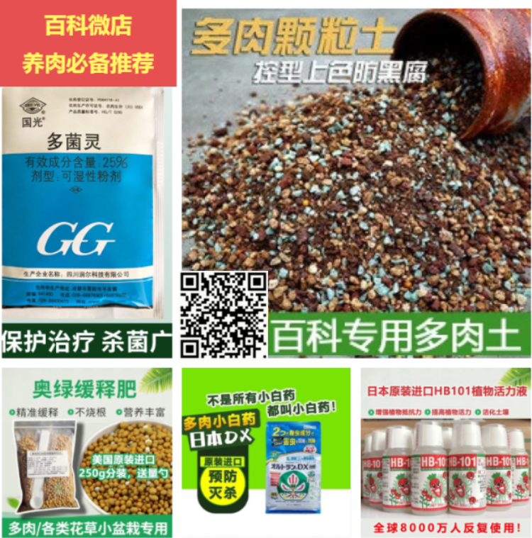 养多肉发家致富_养多肉植物养植致富经_多肉种植致富