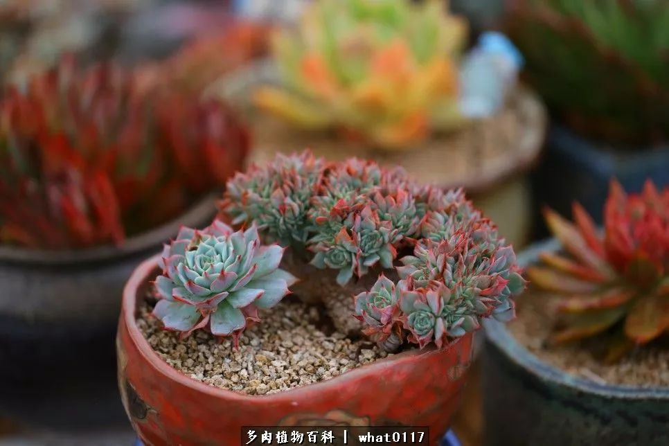 养多肉发家致富_多肉种植致富_养多肉植物养植致富经