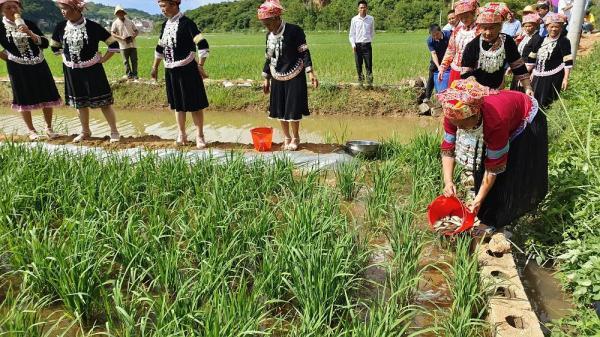 稻田养鱼年赚600万_致富经稻田养鱼_致富稻田养鱼图片