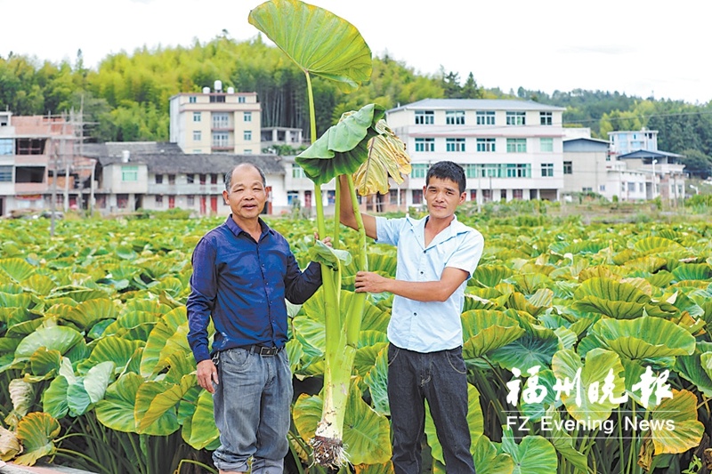 永泰县新丰村：发展富“芋”路  为振兴加“油”