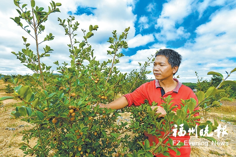 芋头地膜种植视频_芋头地膜栽培技术_地膜竽头种植技术