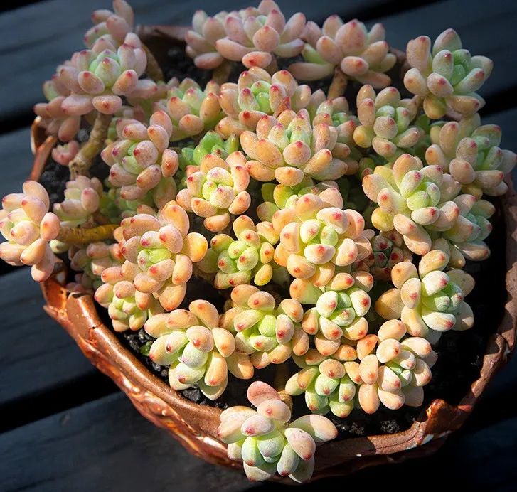 养多肉植物养植致富经_致富经多肉种植视频_养多肉发家致富