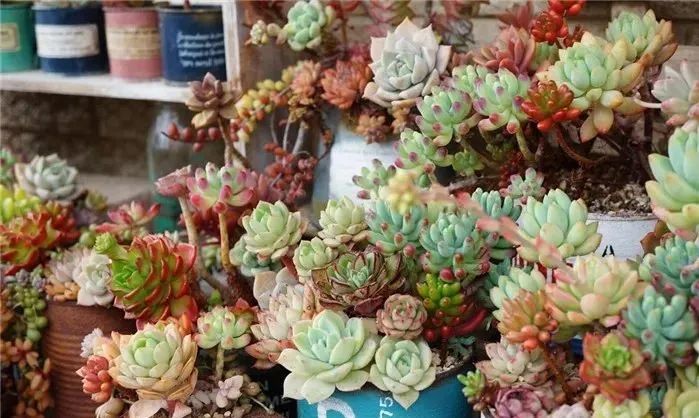 养多肉植物养植致富经_致富经多肉种植视频_养多肉发家致富
