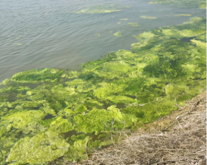 海水小龙虾养殖技术_海水养殖龙虾前景怎么样_海水龙虾养殖技术视频