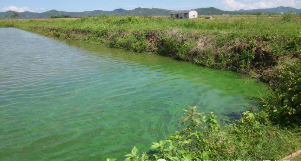 海水养殖龙虾前景怎么样_海水小龙虾养殖技术_海水龙虾养殖技术视频