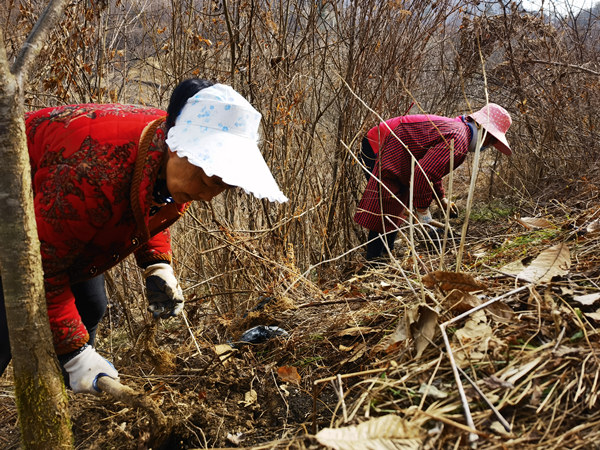 城口：种植五味子 探索致富路