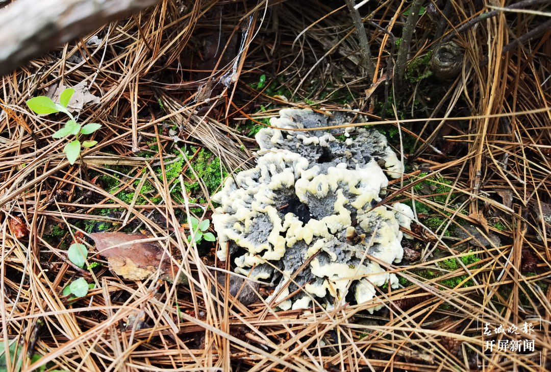 菌子之乡有“致富经”！野生山珍搭上加工“快车”香飘全国