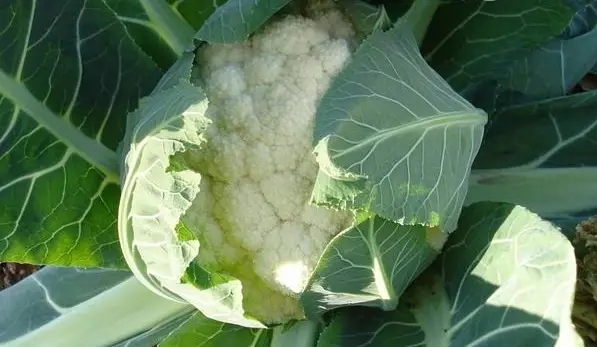 花菜高产栽培技术介绍