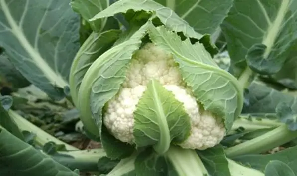 花菜的种植技术_种植技术花菜视频_花菜种植技术和种植时间