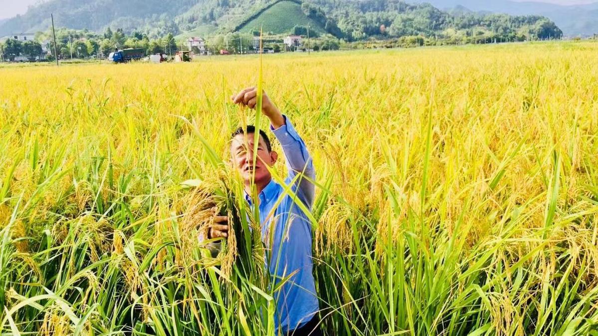 抱团种植致富田_抱团种植致富田_抱团种植致富田