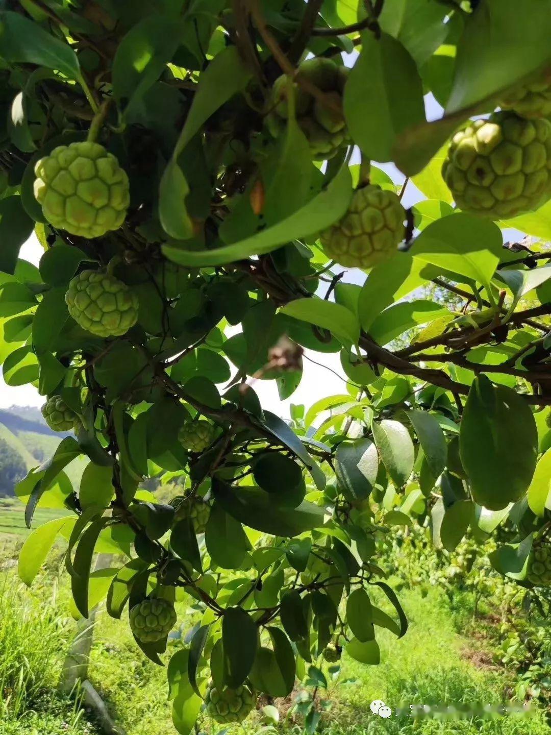 枇杷种植管理技术视频_枇杷种植技术与管理视频_枇杷种植技术视频修剪