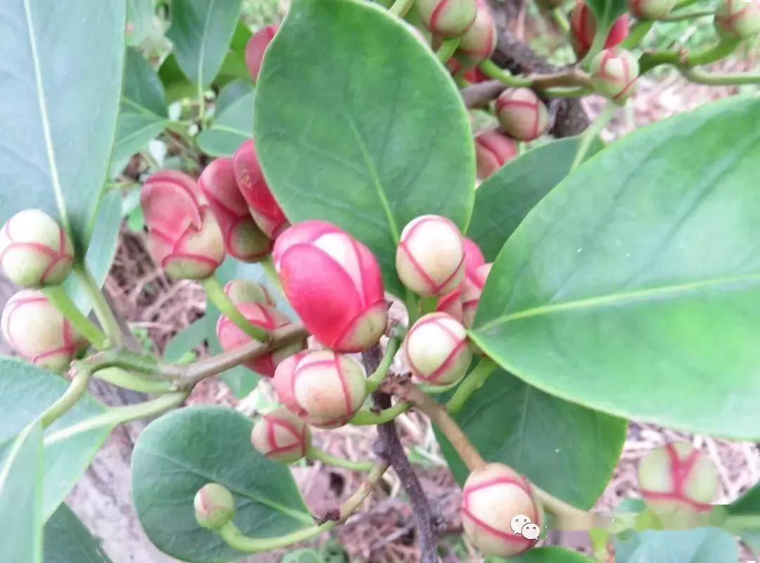 枇杷种植技术视频修剪_枇杷种植管理技术视频_枇杷种植技术与管理视频